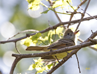 Great Crested Flycatcher 1220